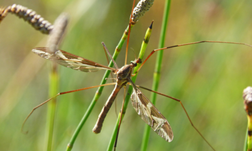 Copia de mosquito tigre