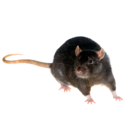 Rata Negra