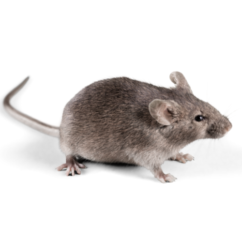 Ratón