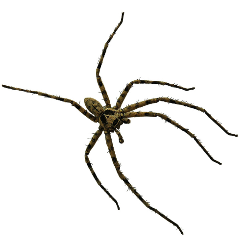 arañas