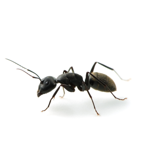 hormigas