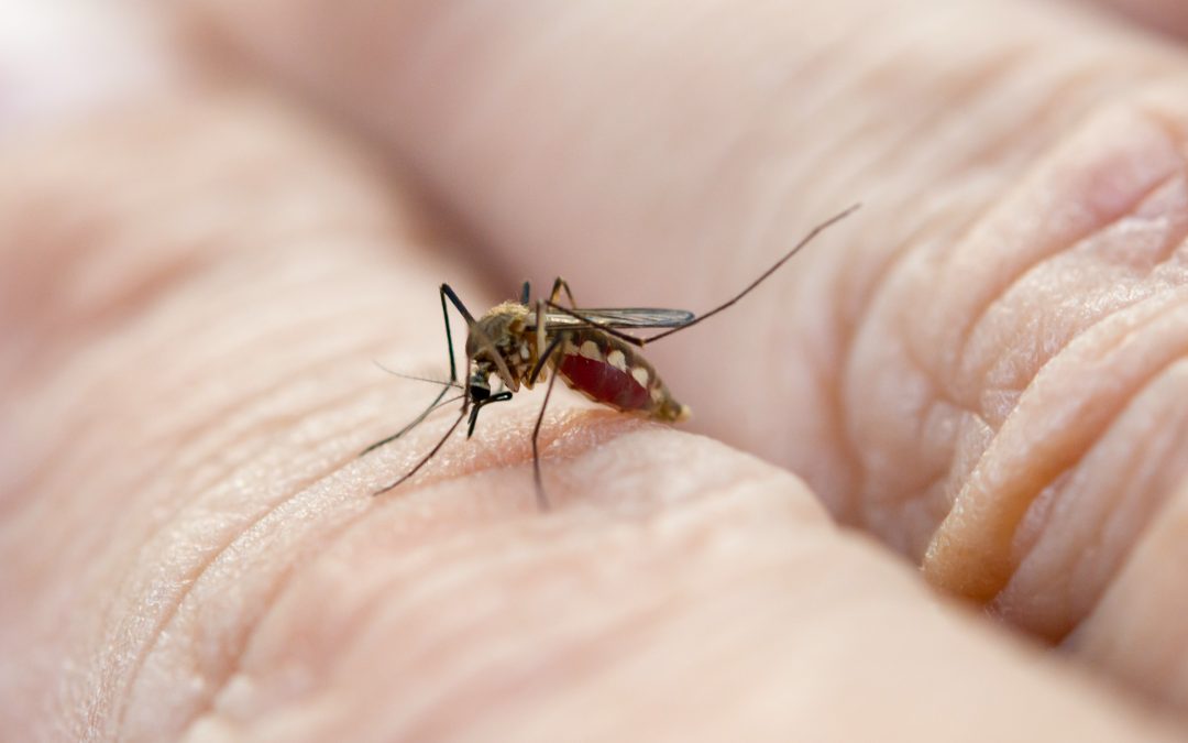 Remedios para las plagas de mosquitos en verano