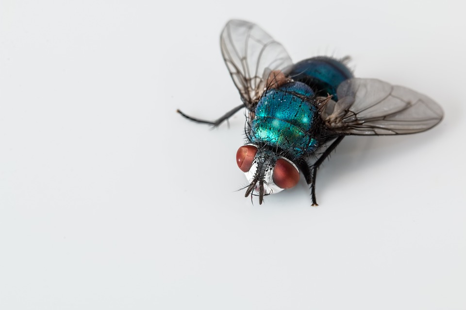 Cómo elegir el mejor exterminador de cucarachas para tu hogar