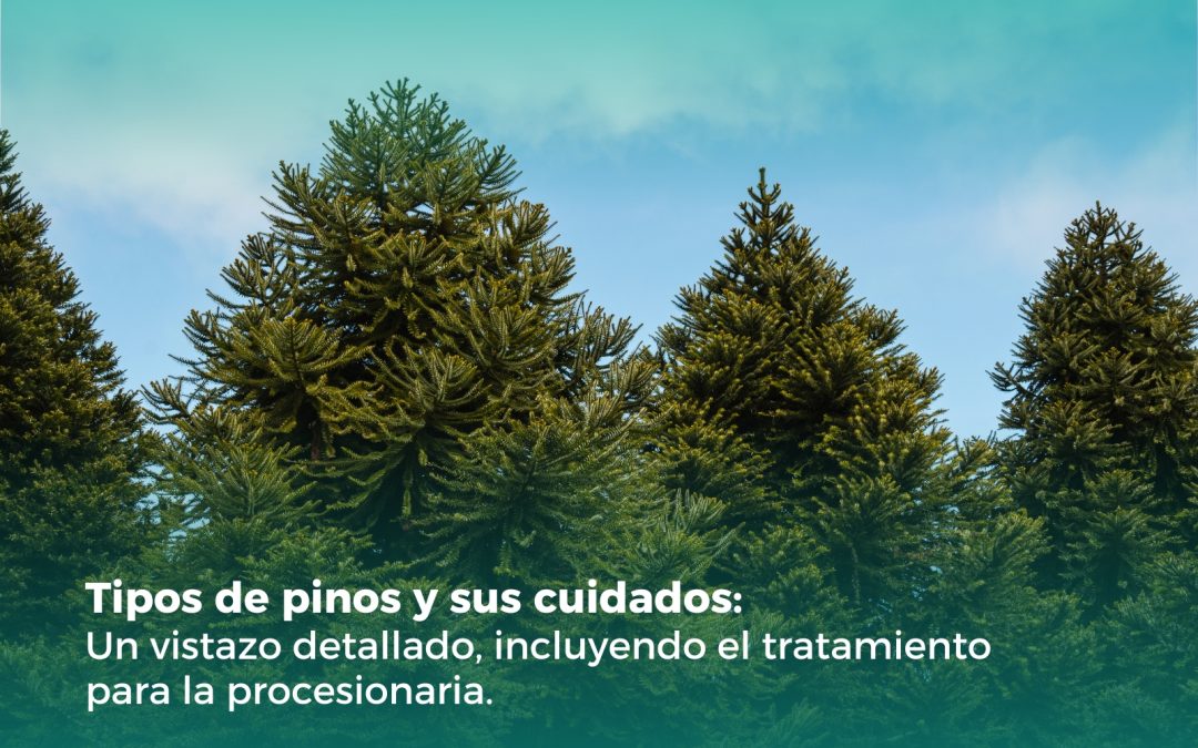 Tipos de Pinos y sus Cuidados.