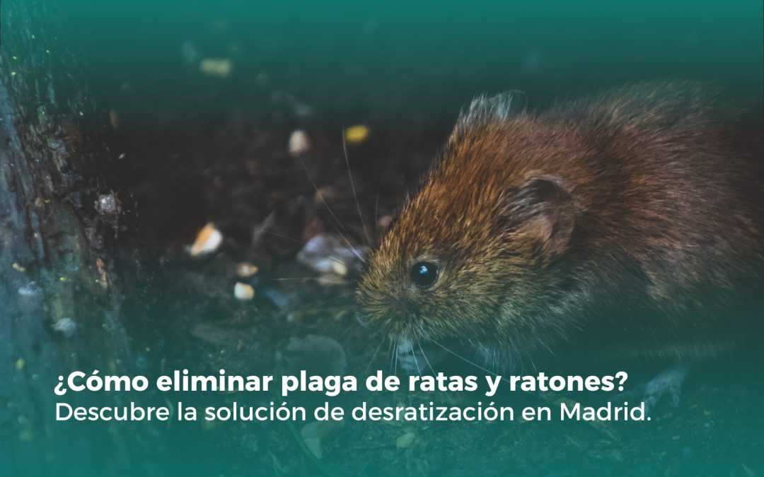 ¿Cómo Eliminar Plaga de Ratas y Ratones?