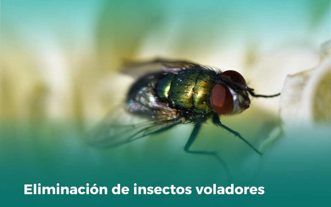 Eliminación de Insectos Voladores: Controla Moscas y Mosquitos