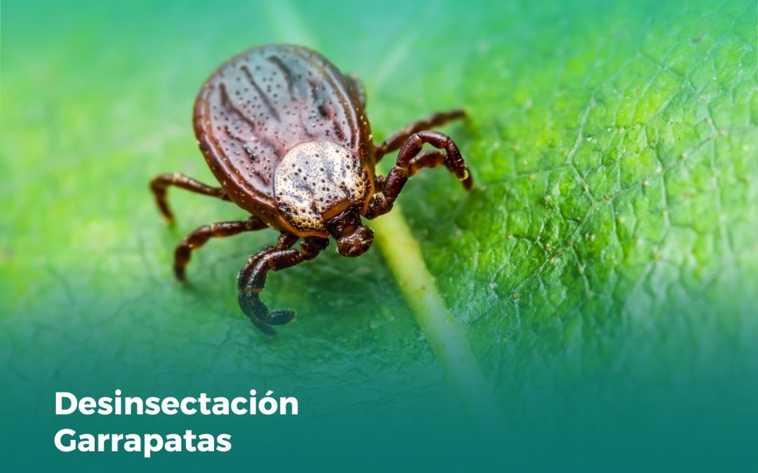 Desinsectación Garrapatas