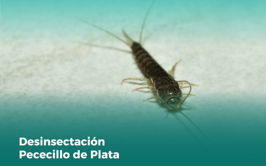 Desinsectación Pececillo de Plata