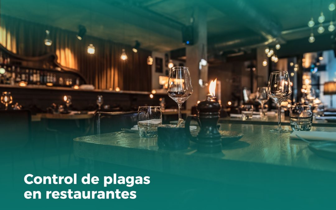 Top 5 Consejos para el Control de Plagas en Restaurantes: Protege la Higiene y la Reputación de tu Establecimiento