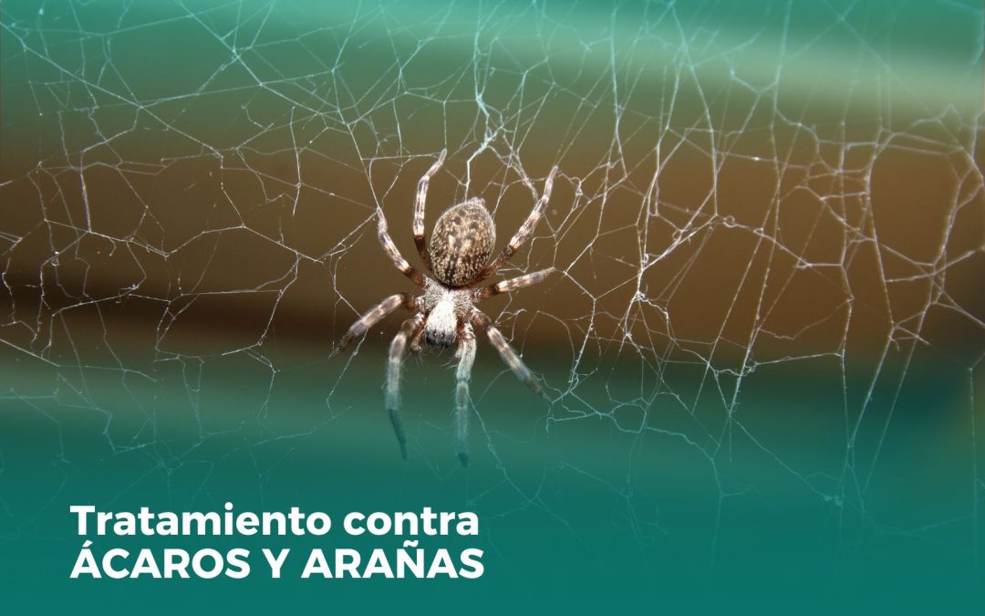 Tratamiento contra Ácaros y Arañas: Cómo Prevenir una Invasión en tu Hogar