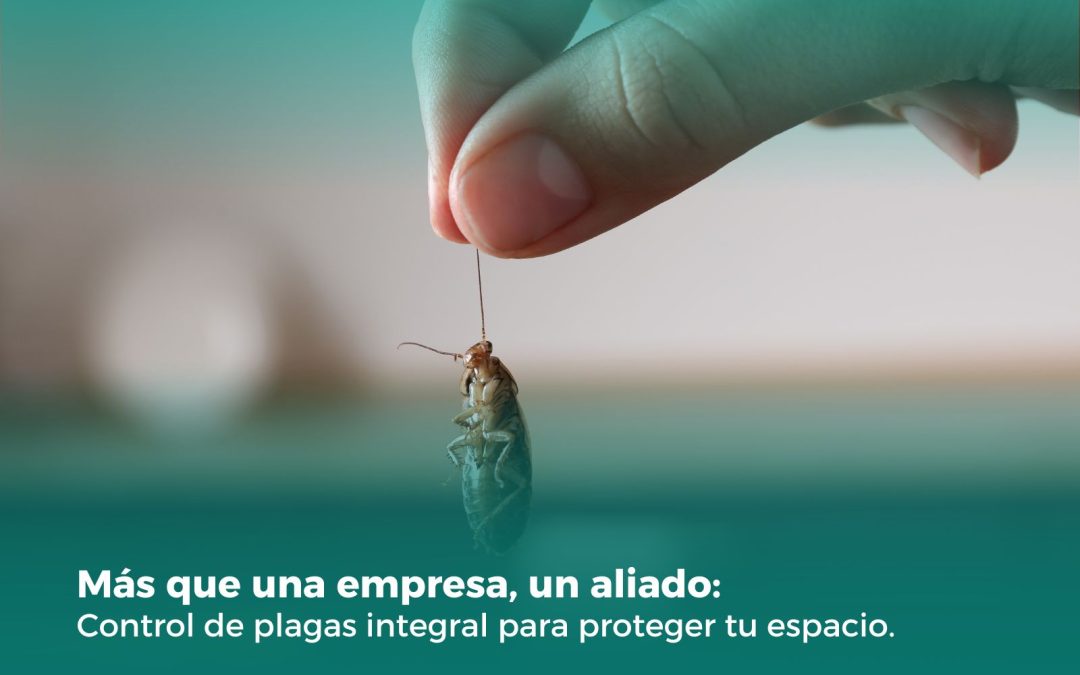 Control de plagas integral: Más que una empresa, un aliado para proteger tu espacio