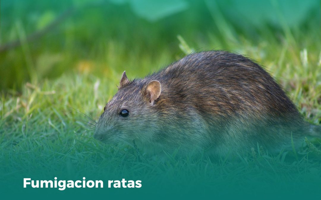 Fumigación de ratas: Protege tu hogar de estos huéspedes indeseables