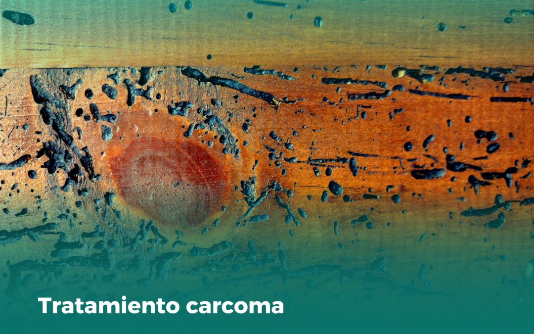 Tratamiento carcoma: Protege tu madera de esta plaga silenciosa