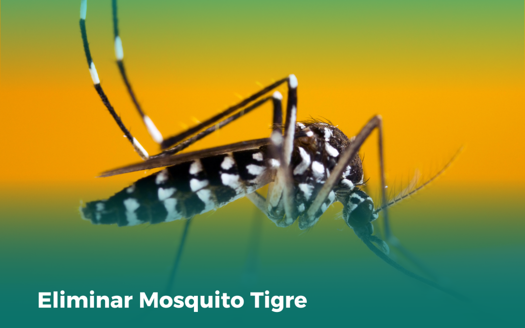 Eliminar Mosquito Tigre