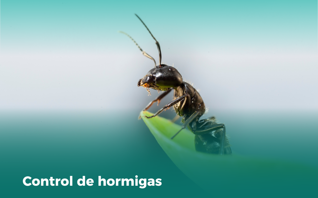 Control de Hormigas en Valencia