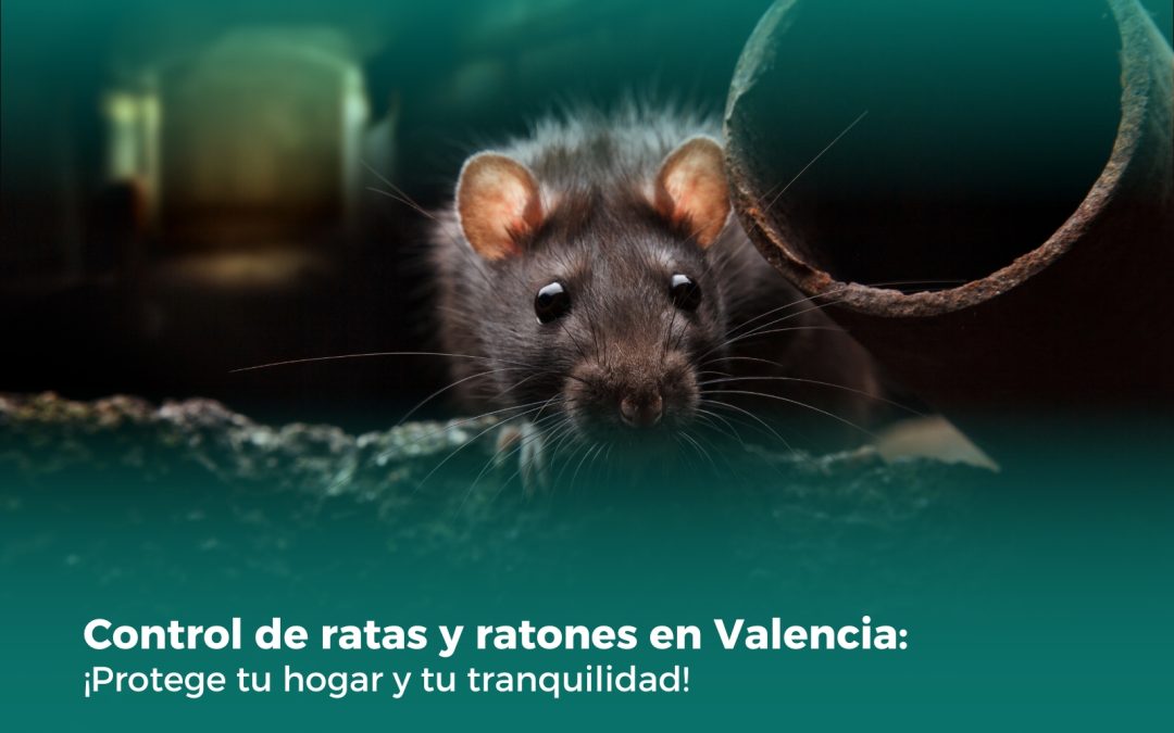 Control de ratas y ratones en Valencia: ¡Protege tu hogar y tu tranquilidad!