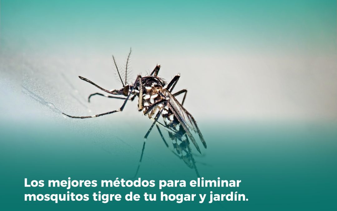 Los mejores métodos para eliminar mosquitos tigre de tu hogar y jardín.