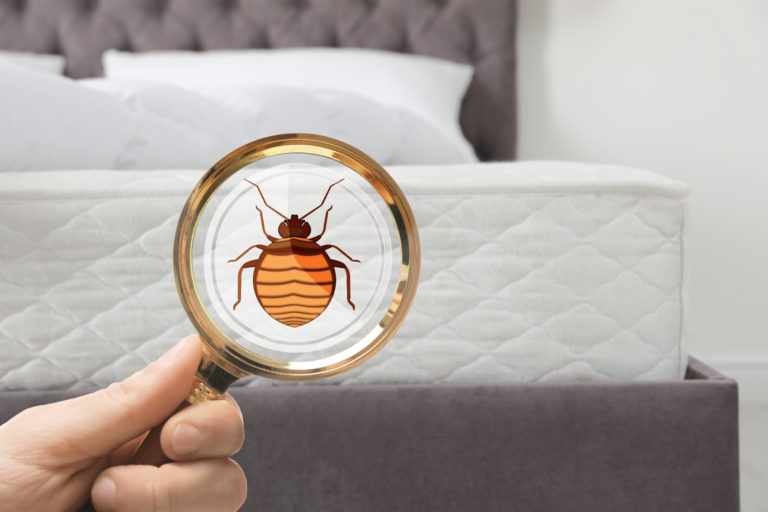 ¿Cómo saber si tienes chinches? Guía completa para detectar una infestación